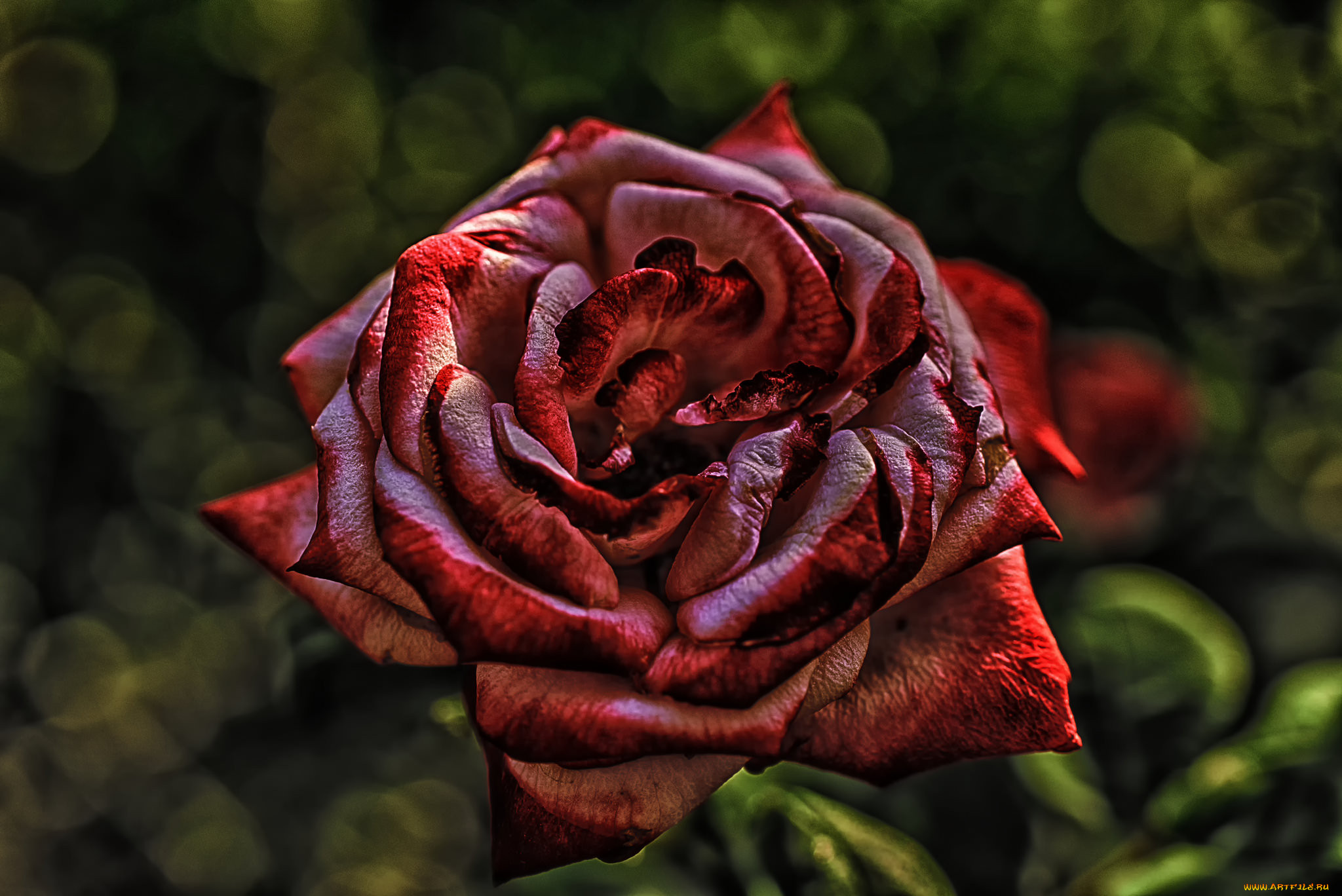 , , blossoms, petals, leaves, bud, rose, , , , , 